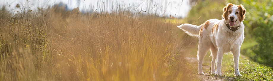 Light Leckerlis für Hunde.