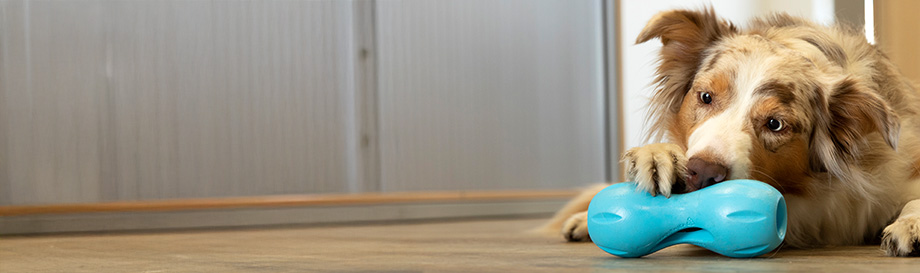 Spiel-und Snackpakete für Hunde.