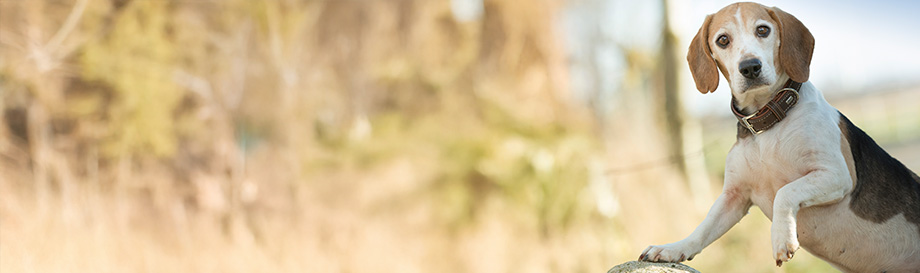 Naturgesunde Nahrungsergänzung zur Entschlackung des Hundes.