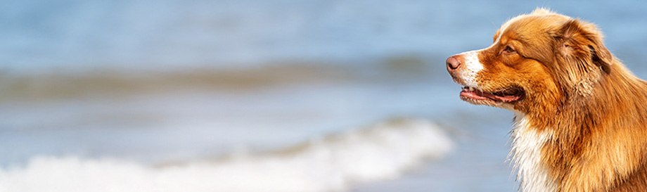 Naturgesunde Nahrungsergänzung für gesundes Fell und Haut