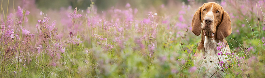 Naturgesunde Nahrungsergänzung für ein starkes Immunsystem.