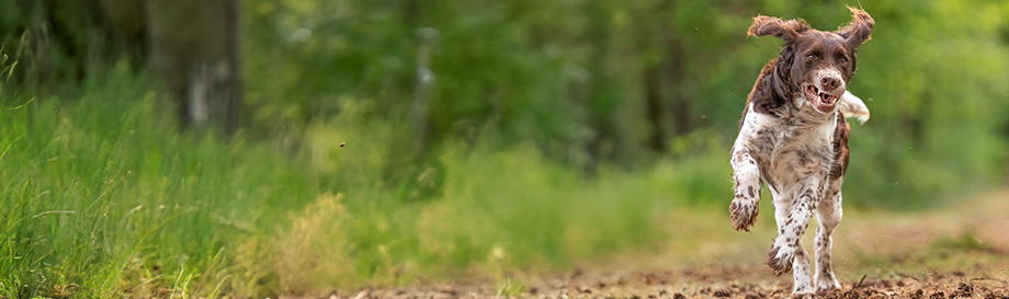 Naturgesunde Nahrungsergänzung für starke Knochen und Gelenke.