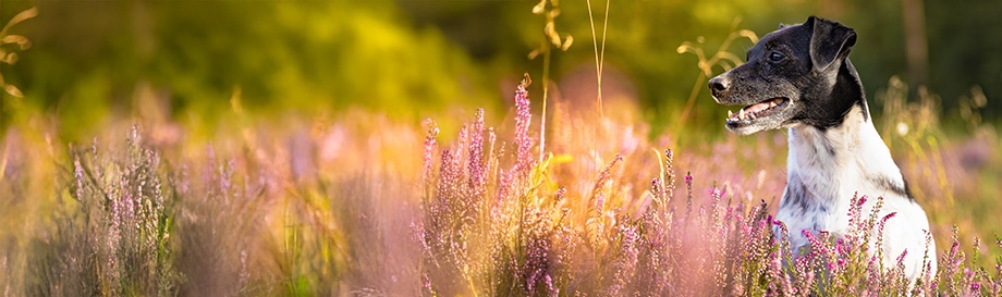 Nahrungsergänzungsmittel für den Hund