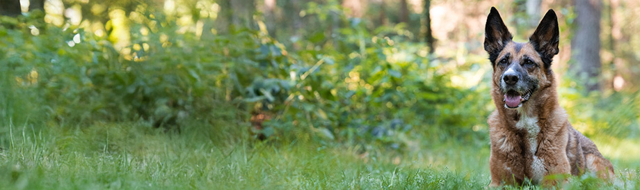 Naturgesunde Nahrungsergänzung für eine gesunde Verdauung und Stoffwechsel.