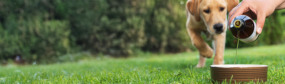 Ernährungsöle für Hunde