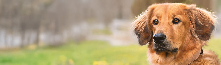 Naturgesundes Adult Hundefutter.
