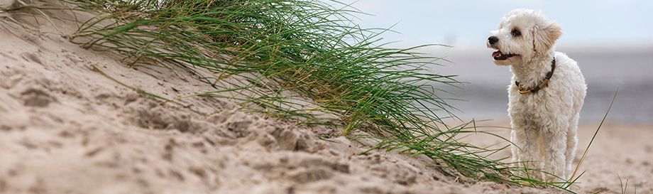 alsa-nature Kauartikel für kleine Hunde.