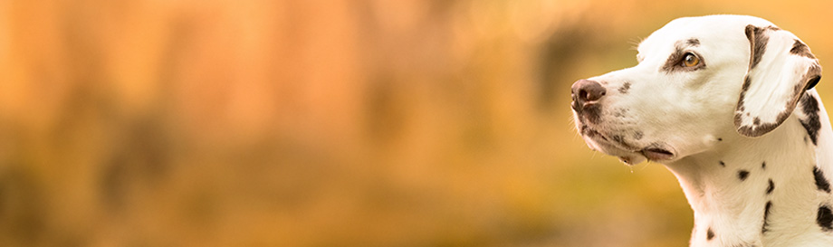 Naturgesundes Spezial Hundenassfutter.