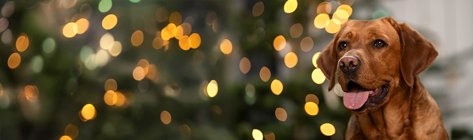 alsa-nature Adventskalender.