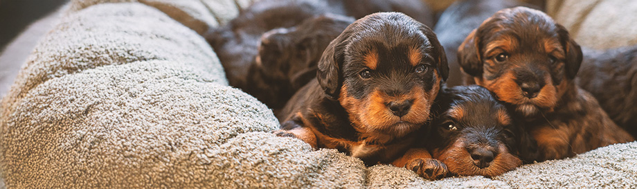 Produkte zur Welpenaufzucht.