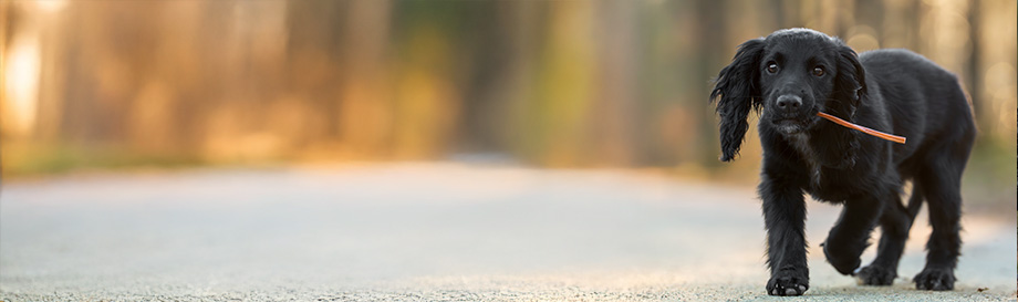 Kauartikel für Welpen und Junghunde.