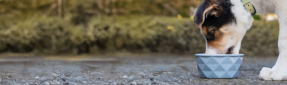 Getreidefreies Trockenfutter für Welpen in Super-Premium-Qualität.