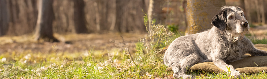 Alles in der Kategorie Hundezubehör