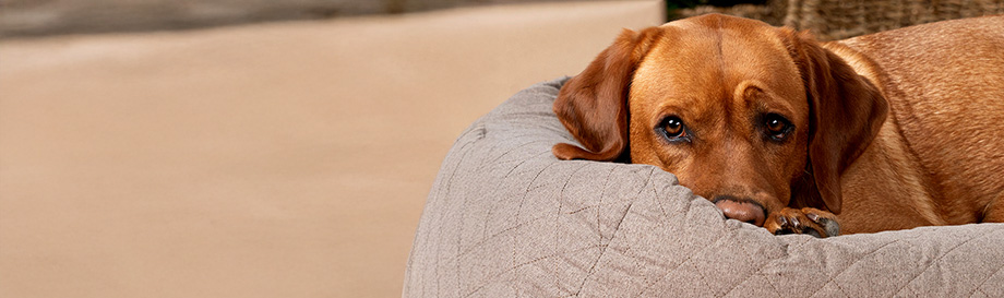 Augenpflegeprodukte für Hunde