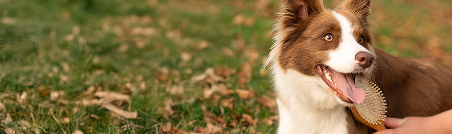 Fell- und Hautpflegeprodukte für Hunde