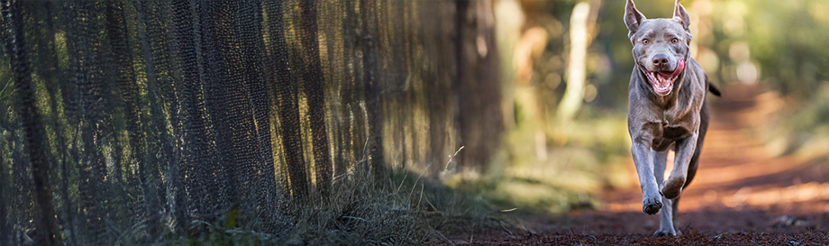 Fellsprays und Puder zur Ungezieferabwehr bei Hunden