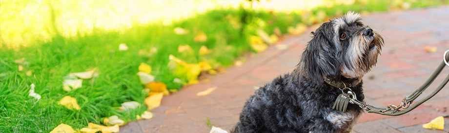 Verstellbare Führleinen für Hunde