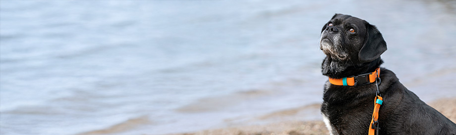 Leinen-Sets für Hunde.