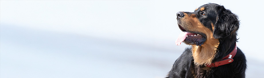 Halsbänder für Hunde