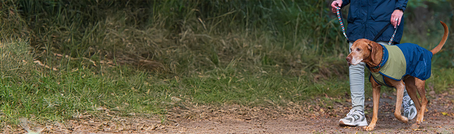 Handleinen für Hunde