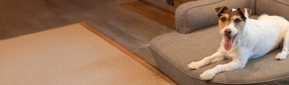 Haushaltsartikel rund um Hunde