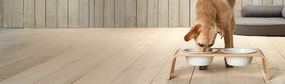 Futterbar für Hunde