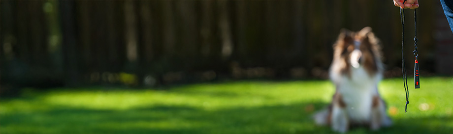 Erziehungshilfen für Hunde