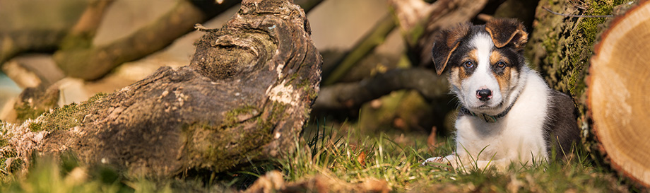 Produkte zur Welpenerziehung