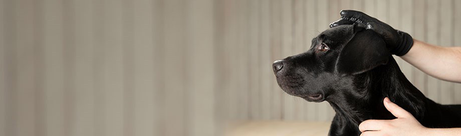 Hundefutter