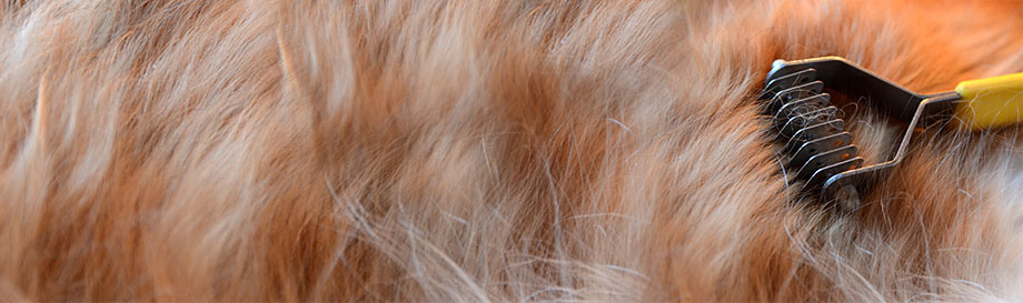 Hunde-Felltrimmer