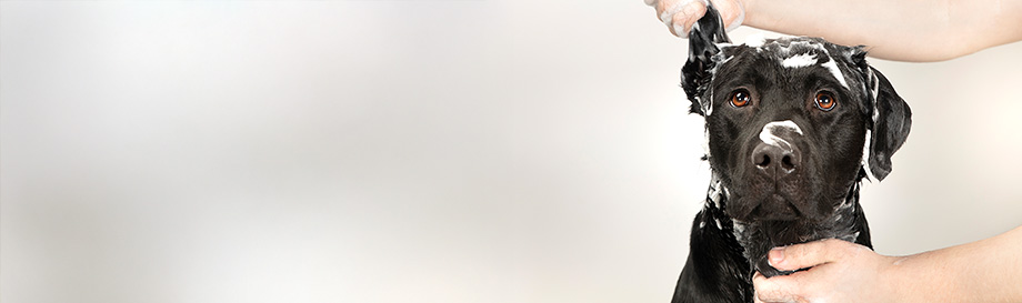 Shampoos zur Ungezieferabwehr bei Hunden