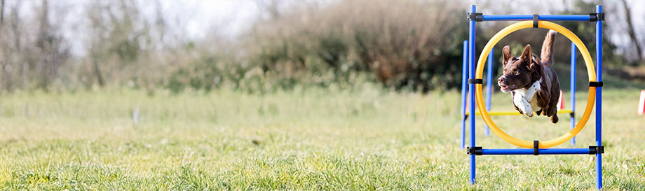Agility Sets für Hunde