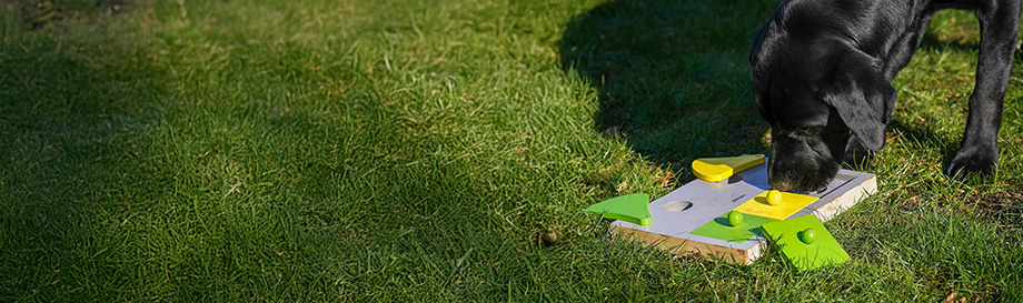 Interaktive Spielzeuge für Hunde