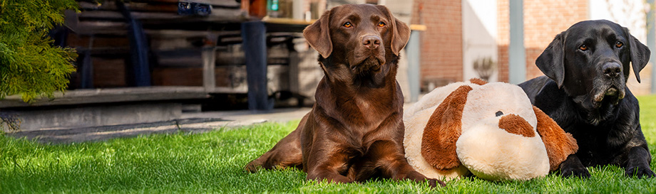 Knuffels voor honden