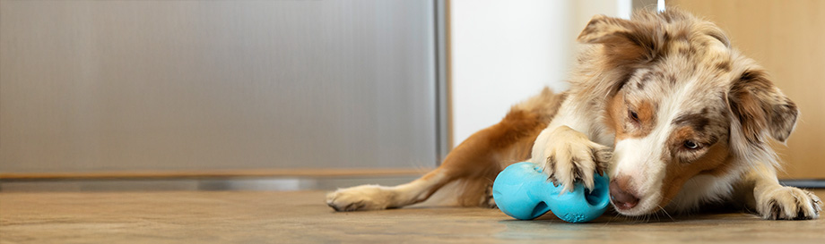 Snackspielzeuge für Hunde