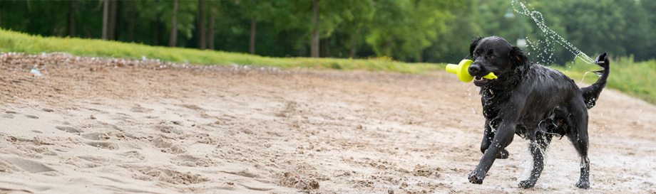 Wurfspielzeug für Hunde.
