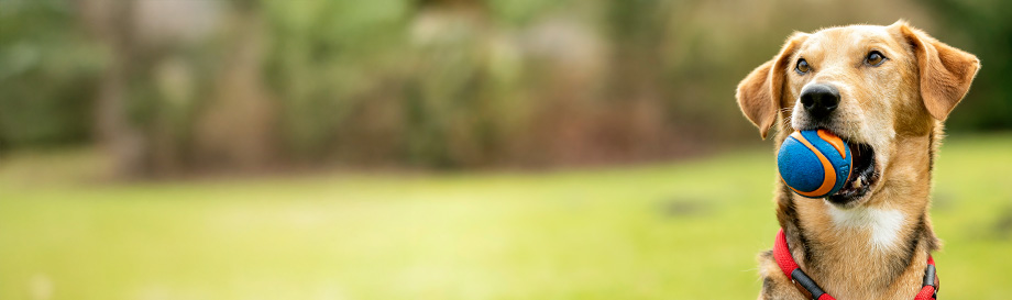 Ballschleudern für Hunde