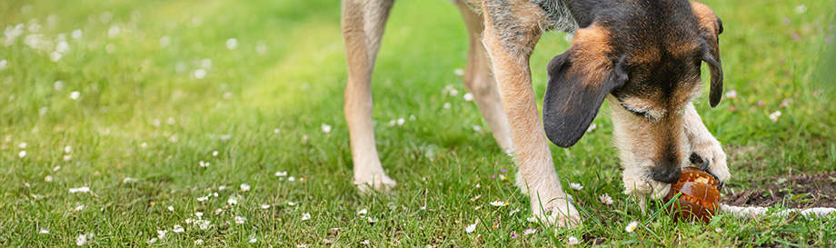Gebitsverzorgend speelgoed voor honden