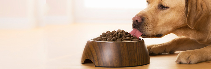 Hundefutter