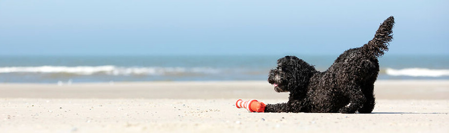 Neuheiten in der Kategorie Hundezubehoer