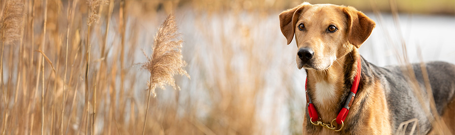 Schnäppchen in der Kategorie Hundezubehör