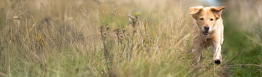 Hygieneartikel für Hunde
