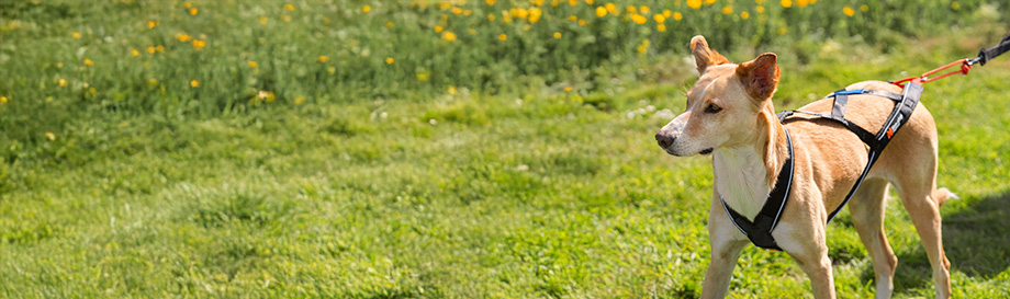 Leinen zum Joggen und Wandern mit Hunde