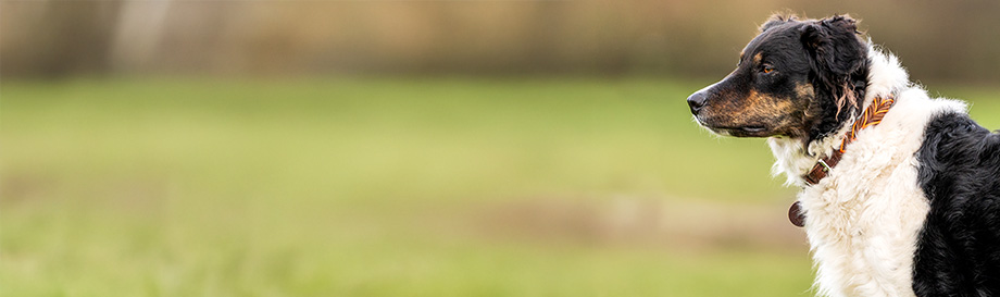 Lederhalsbänder für Hunde