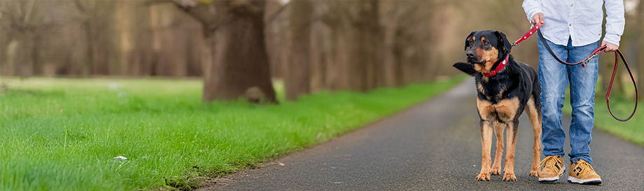 Lederleinen für Hunde