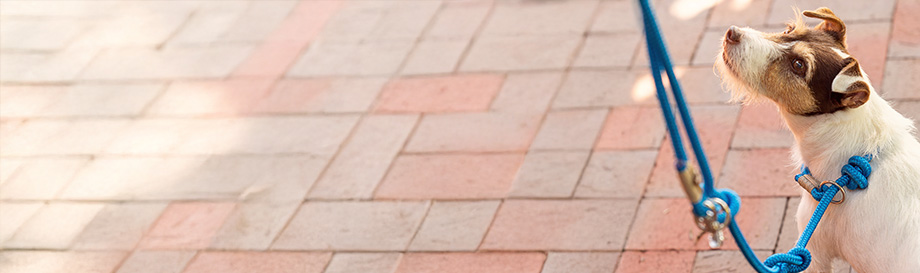 Leinen für Hunde
