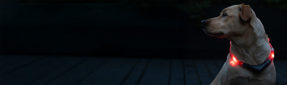 Leuchthalsbänder für Hunde