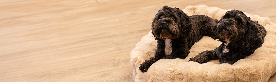 Schlafplätze für kleine Hunde.