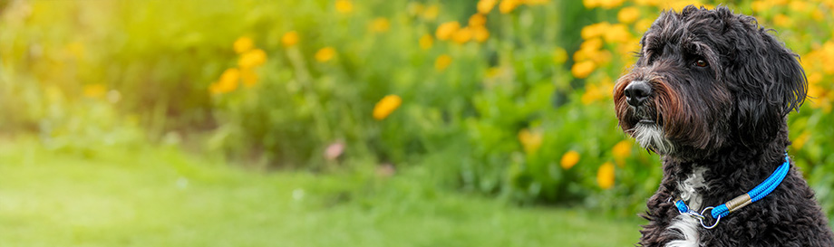 Nylonhalsbänder für Hunde