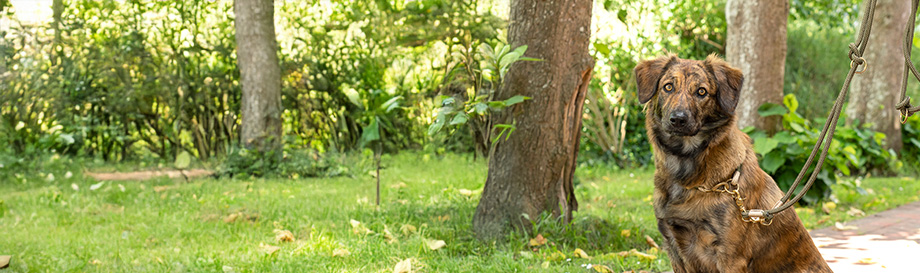 Nylonleinen für Hunde